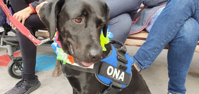 TERAPIA PERROS: INTEGRADOGS 2019 TERAPIA PERROS: INTEGRADOGS 2019