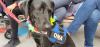 TERAPIA PERROS: INTEGRADOGS 2019 TERAPIA PERROS: INTEGRADOGS 2019